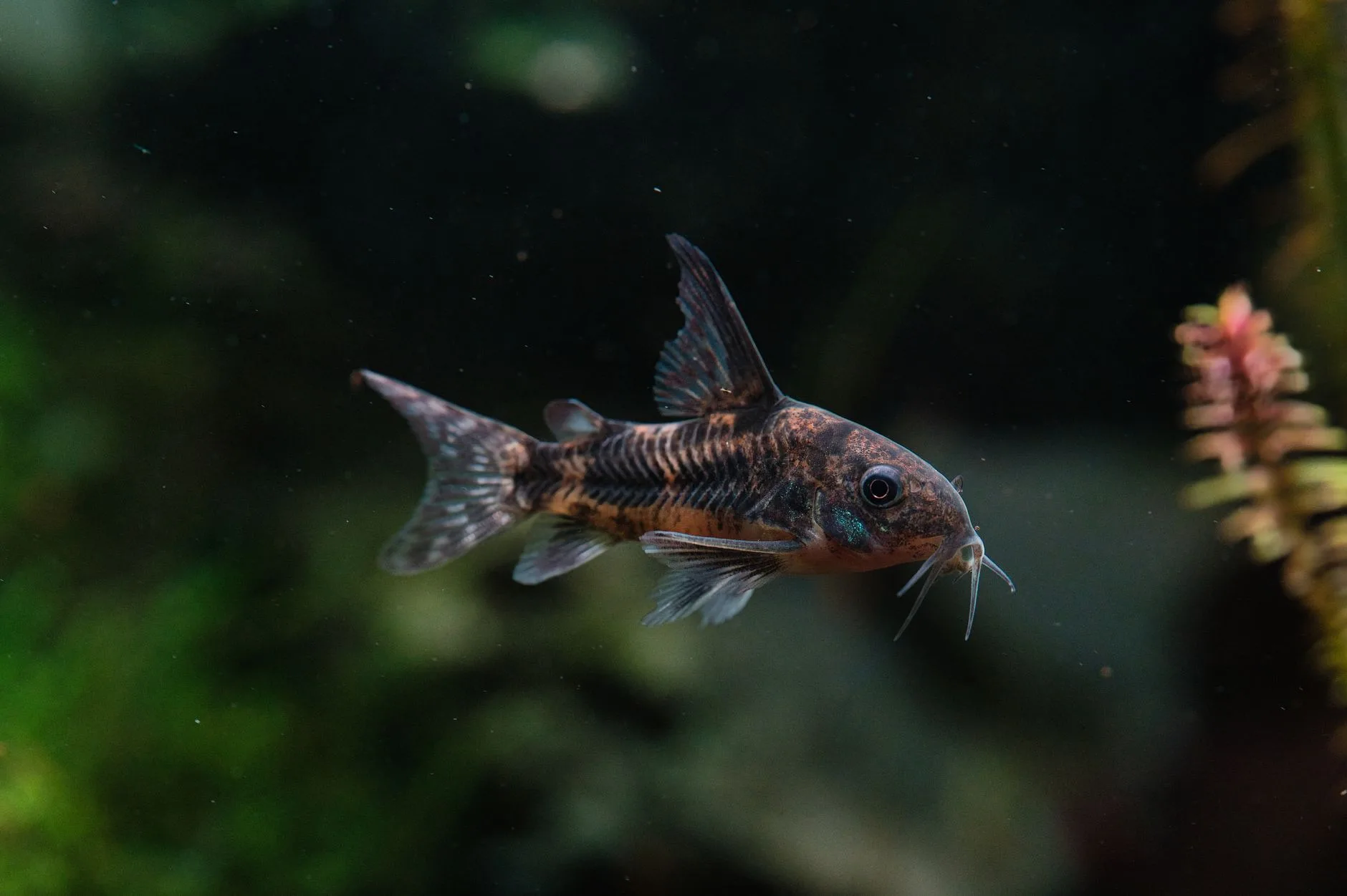 Macro shot of a Corydoras fish swimming in a lush aquarium setting, showcasing its unique features.