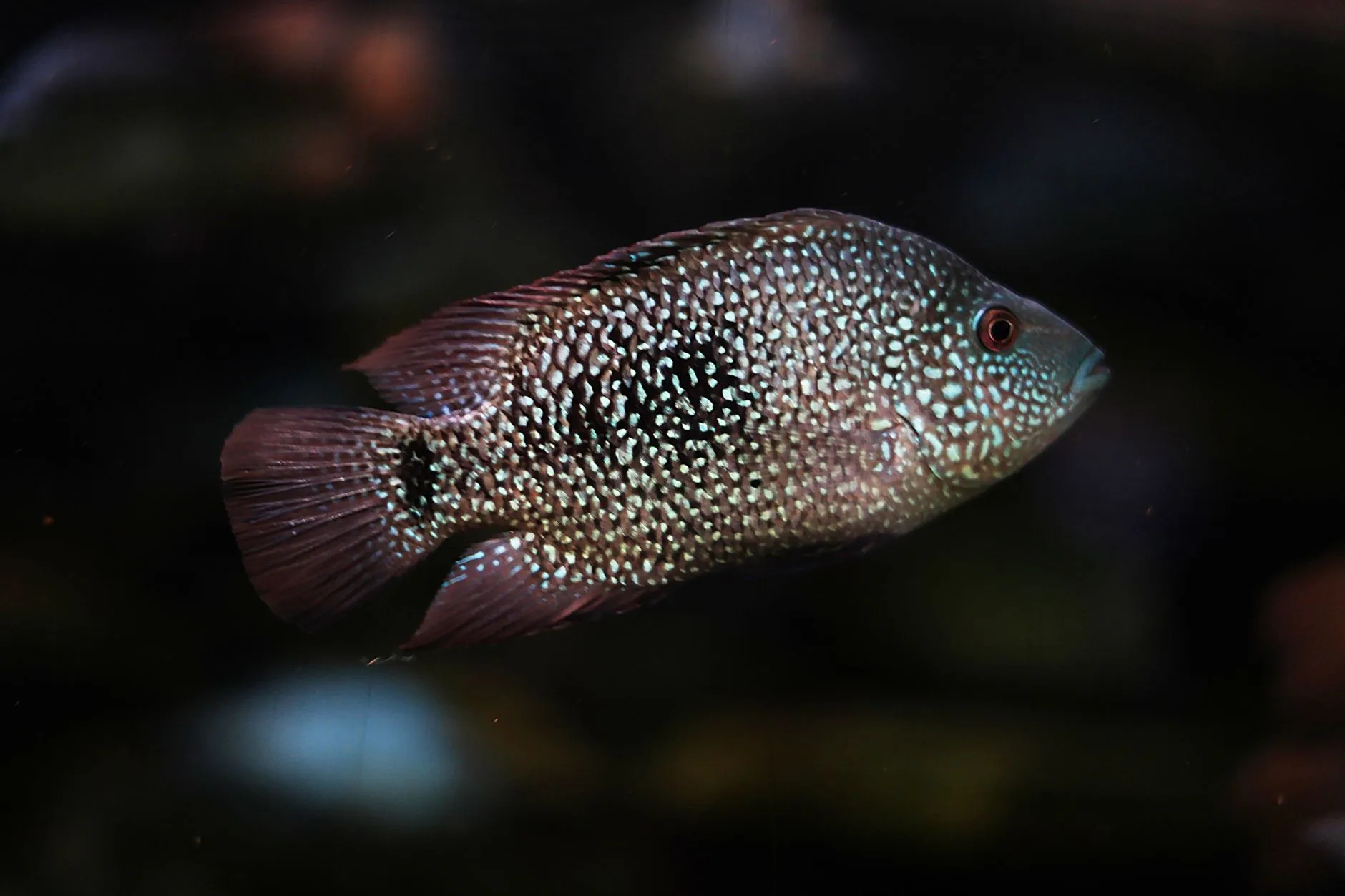 Detailed close up of a vibrant Jewel Cichlid fish swimming in a dark aquarium setting.