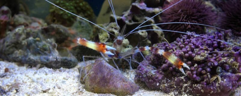 Banded coral shrimp