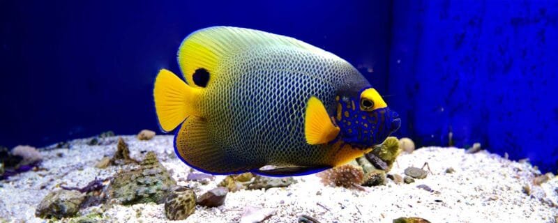 Blueface Angelfish (Pomacanthus xanthometopon)