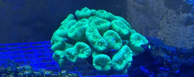 Candy Cane (Caulastrea furcata)