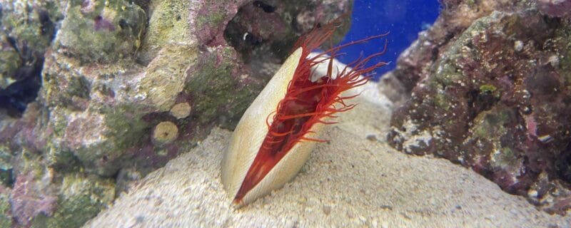 Flame Scallop (Ctenoides scaber)