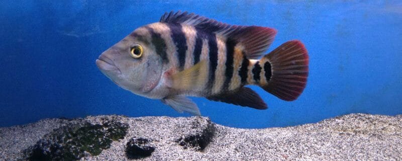 Mayan Cichlid (Cichlasoma urophthalmus)