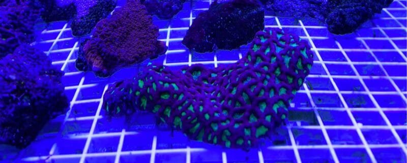 Ultra Favia (Favia genus)