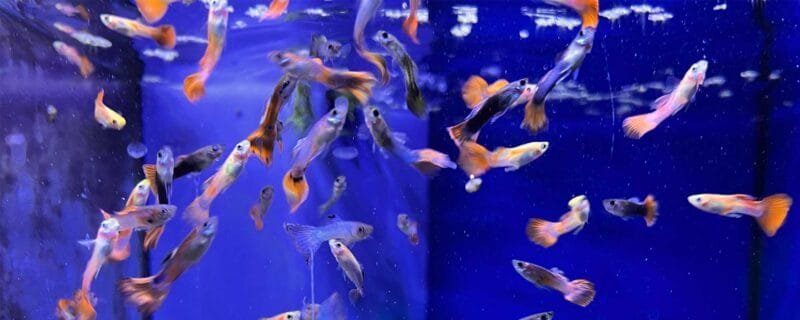 guppies