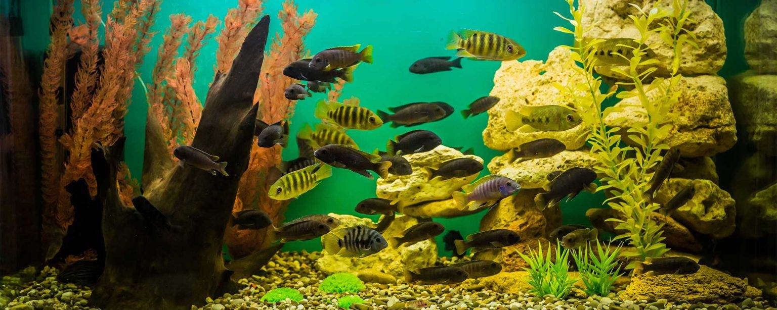 Curated visual reference: Snakelet Care Feeding Guide Aquarium Reference: Rotala Wallichii In Freshwater Aquariums A Complete Care And