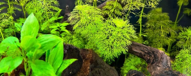 Ambulia (Limnophila sessiliflora)