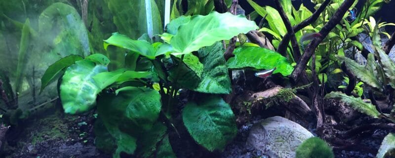 Anubias Barteri: A Versatile Aquatic Plant for Your Aquarium