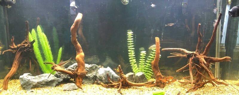 AquaScaping Wonders: Exploring Various Aquarium-Safe Woods