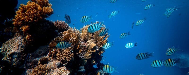 Aquarium Setup Step by Step: Your Comprehensive Checklist