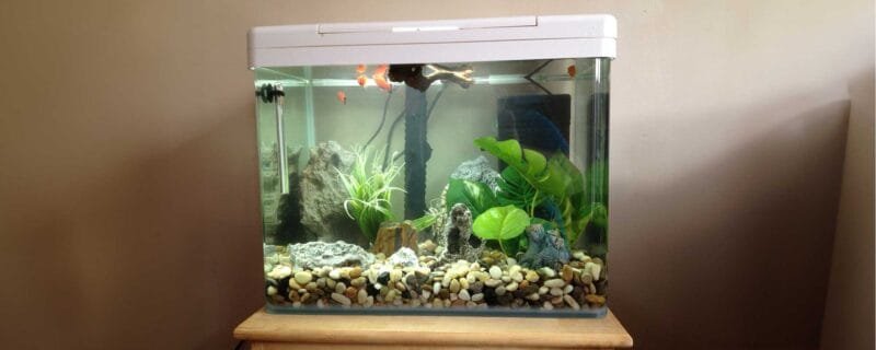 Aquarium Water Chemistry Basics