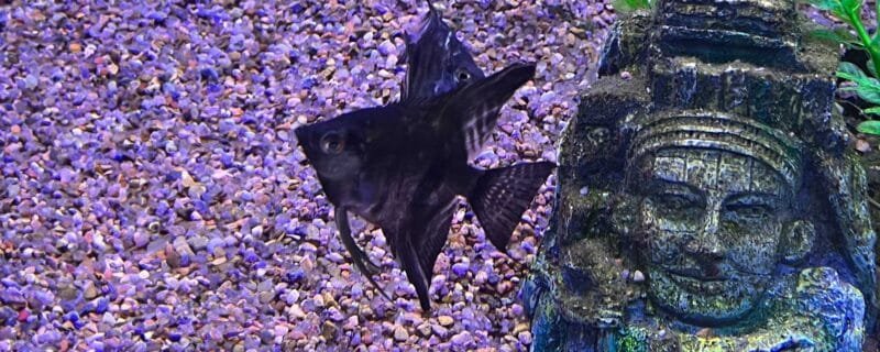 Black Angelfish (Pterophyllum scalare)