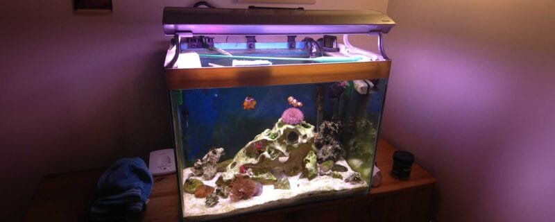 Choosing the Right Aquarium Size