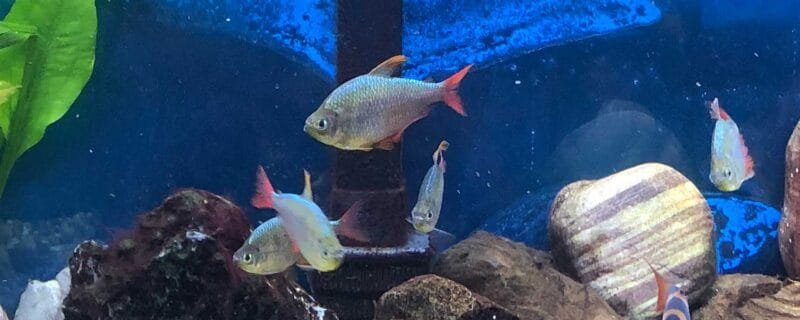 Columbian Tetra (Hyphessobrycon columbianus)