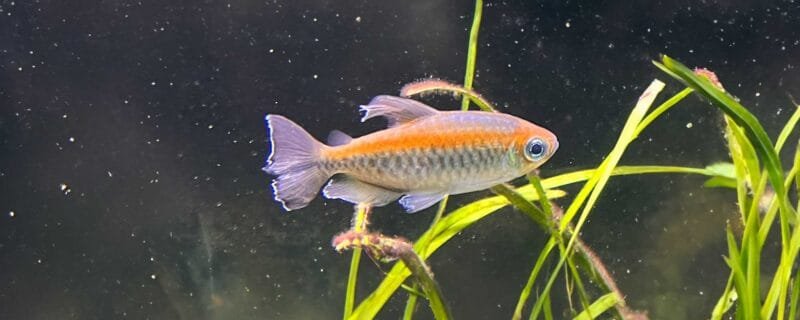 Congo Tetra (Phenacogrammus interruptus)