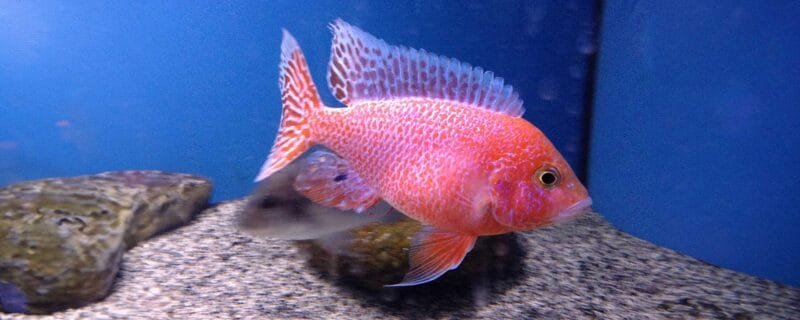Dragon Blood Peacock Cichlids (Aulonocara sp.)