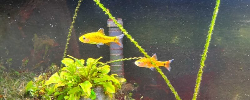 Gold Barb (Puntius semifasciolatus)