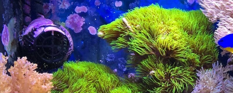 Green Star Polyps (Pachyclavularia spp)