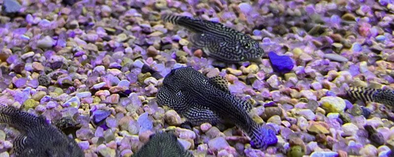 Hong Kong Plec (Beaufortia kweichowensis)