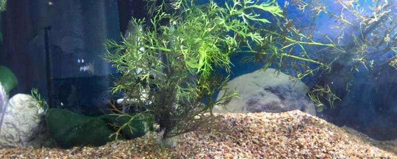 Indian Fern, scientifically known as Ceratopteris thalictroides