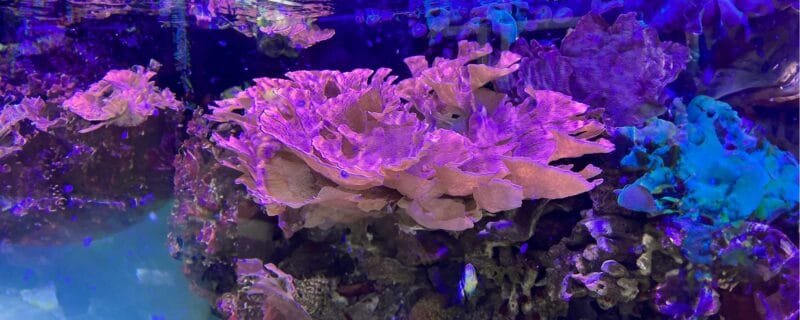 Montipora capricornis