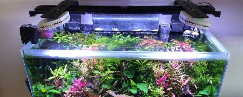 Lighting for Planted Aquariums