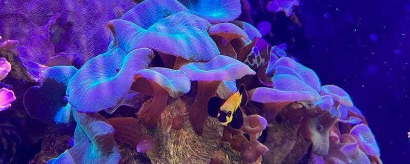 Metallic Blue Mushroom Coral (Actinodiscus spp.)