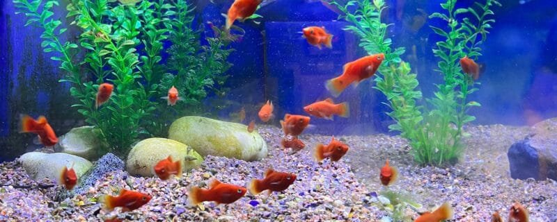 Red Platy (Xiphophorus maculatus)