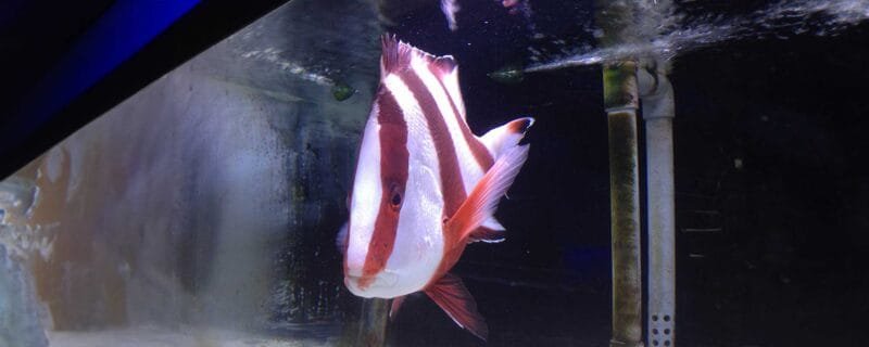 Emperor Snapper is scientifically known as Lutjanus sebae.