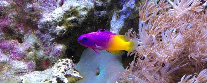 Royal Gramma (Gramma loreto)