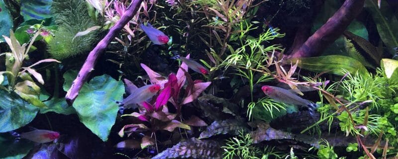 Rummy-Nose Tetra (Hemigrammus rhodostomus)