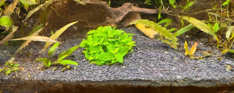 Selecting the Best Aquarium Substrate
