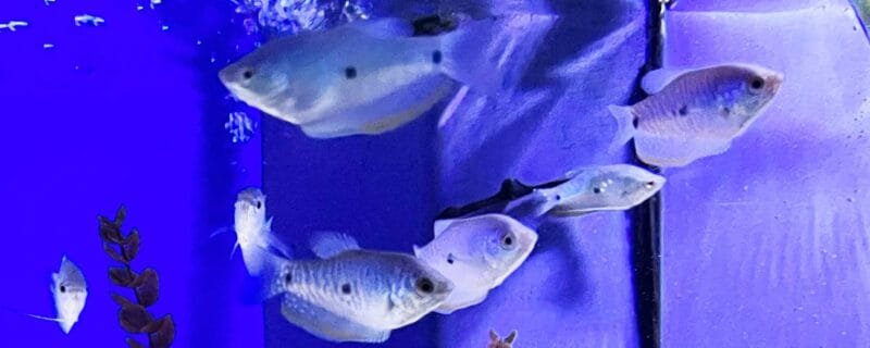 Three Spot Gourami (Trichopodus trichopterus)