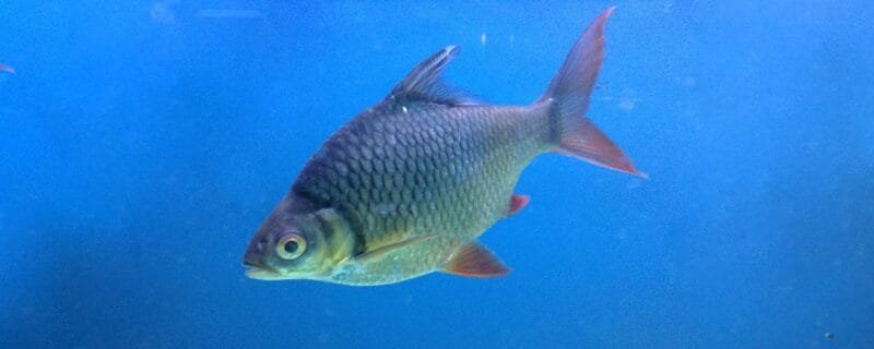 Tinfoil Barb (Barbonymus schwanenfeldii)