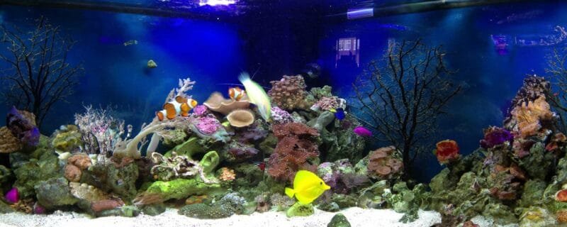 Types of Aquarium Heaters: Ensuring Optimal Comfort for Your Aquatic Friends