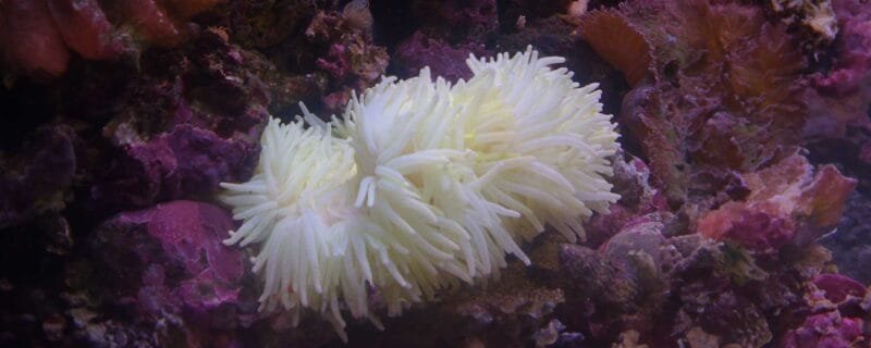 White Anemone (Anemonia spp.)