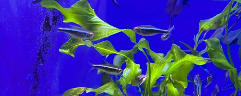 black-neon