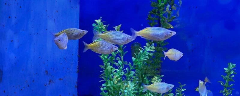 Boesemani Rainbowfish (Melanotaenia boesemani)