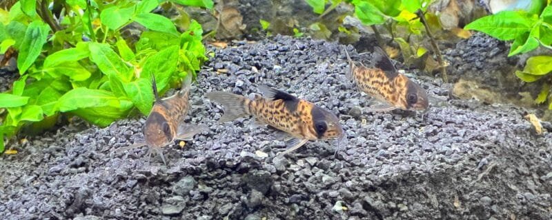 Corydoras cf. brevirostris