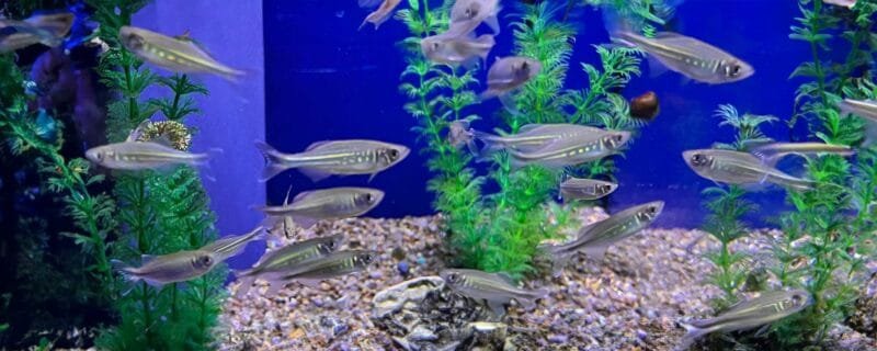 Giant Danios (Devario aequipinnatus)