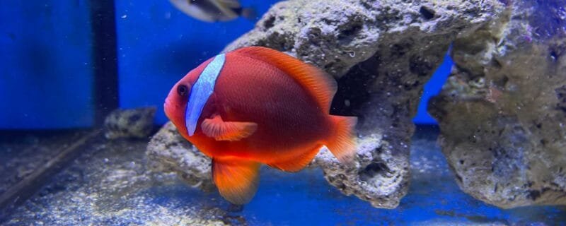 Tomato Clownfish (Amphiprion frenatus)