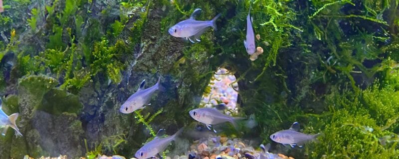X-ray Tetra (Pristella maxillaris)