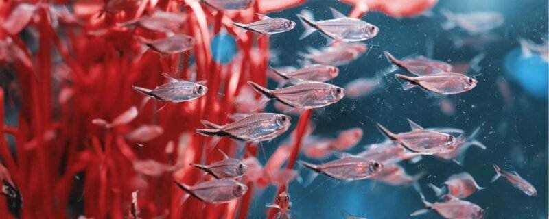 Blackline Tail Tetra (Gymnocorymbus thayeri)