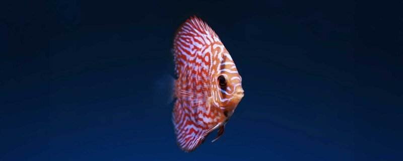 Checkerboard Red Panda Discus is Symphysodon sp.