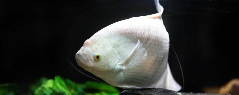 Giant Gourami