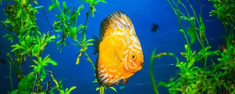 Orange Discus (Symphysodon sp.)