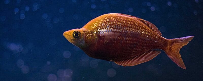 red-metallic-rainbow-fish