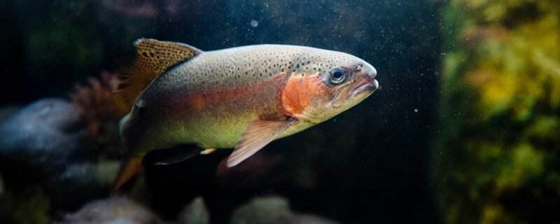 Rainbow Trout (Oncorhynchus mykiss)
