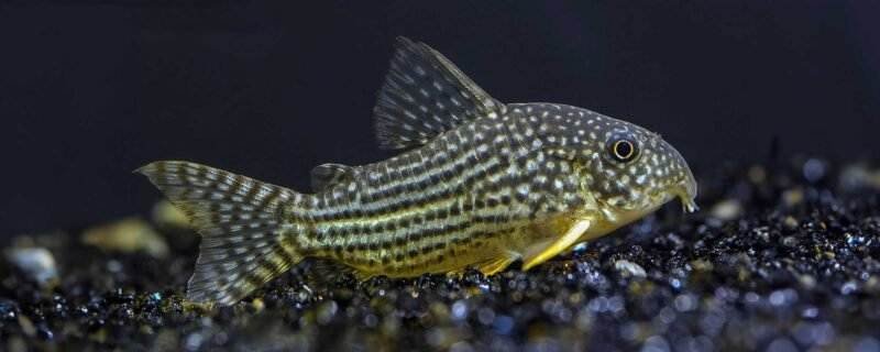 Corydoras sterbai