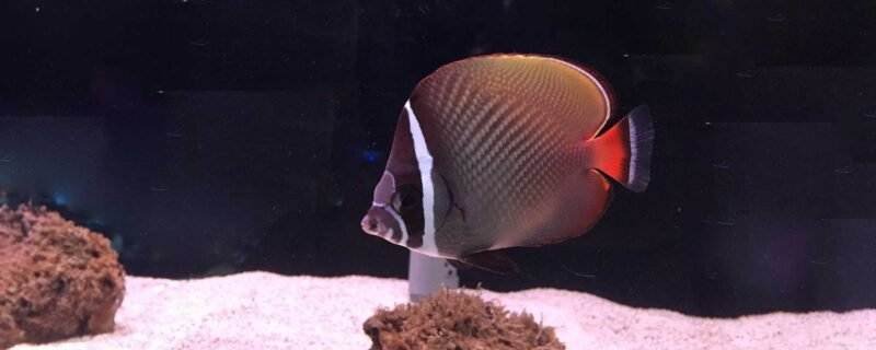Pakistan Butterflyfish (Chaetodon collare)